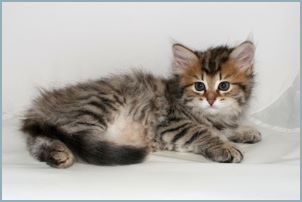 Female Siberian Kitten from Deedlebug Siberians